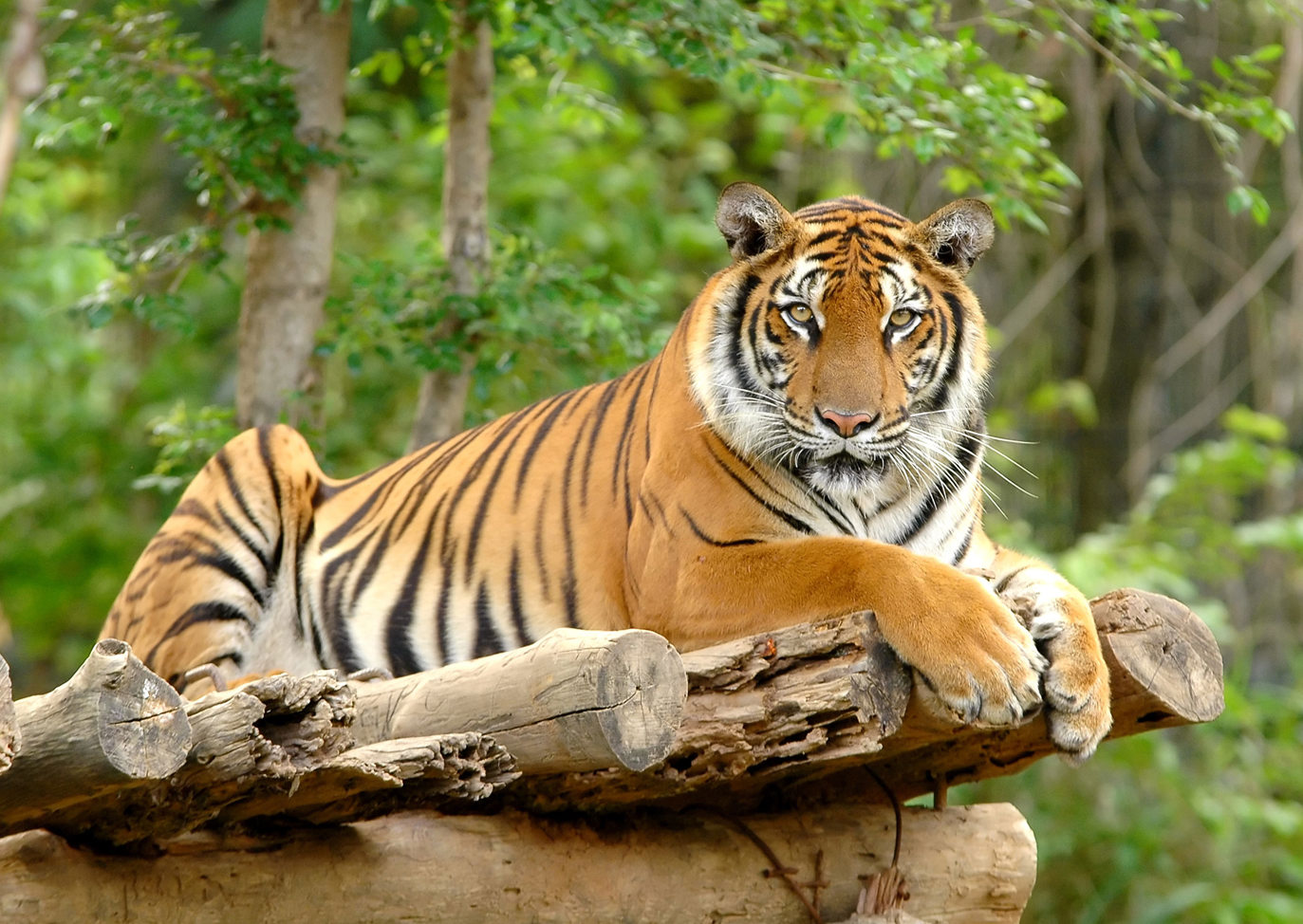 Tiger At Zoo in Devon