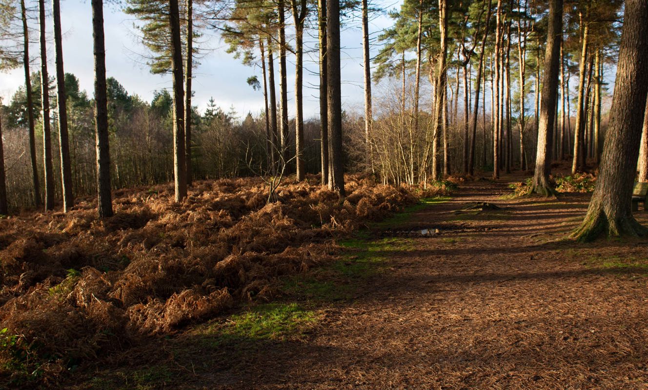 Delamere Local Area Delamere Forest, Cheshire