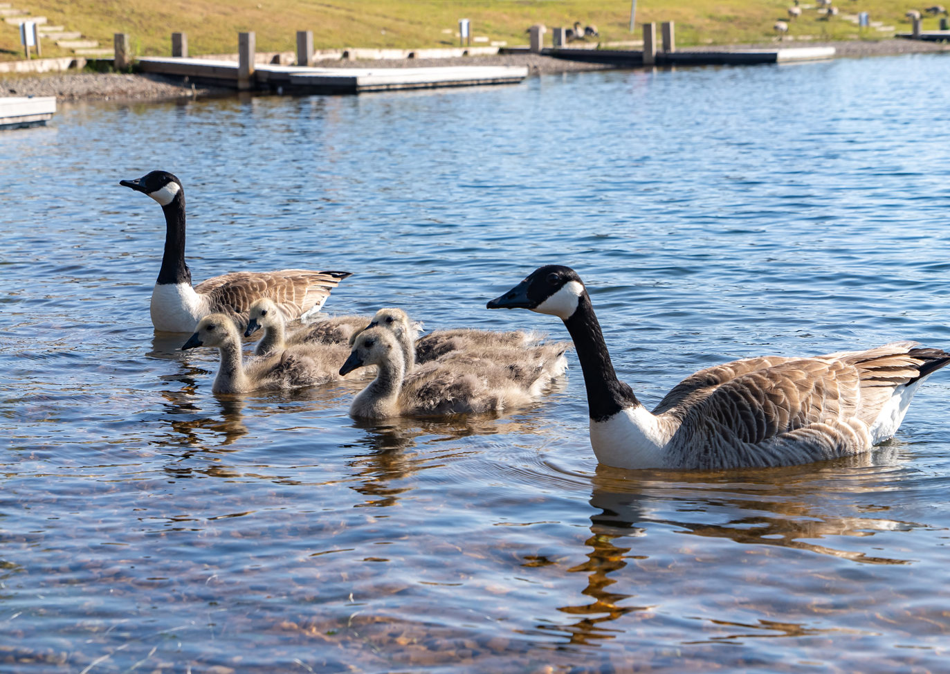 Delamere Overview Wildlife On Lake