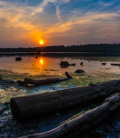 Delamere Local Area Delamere Forest Sunset