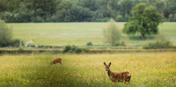 Brokerswood Deer In The Field