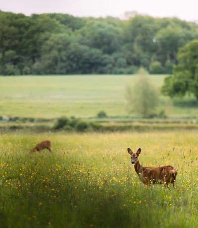 Brokerswood Deer In The Field