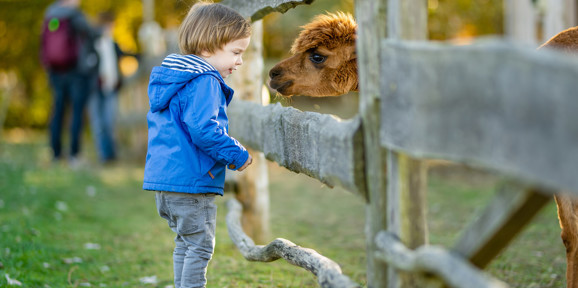 Young child in a blue jacket interacting with a curious alpaca through a wooden fence at a farm park, Near Brokerswood Holiday Park.