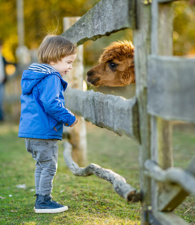 Young child in a blue jacket interacting with a curious alpaca through a wooden fence at a farm park, Near Brokerswood Holiday Park.