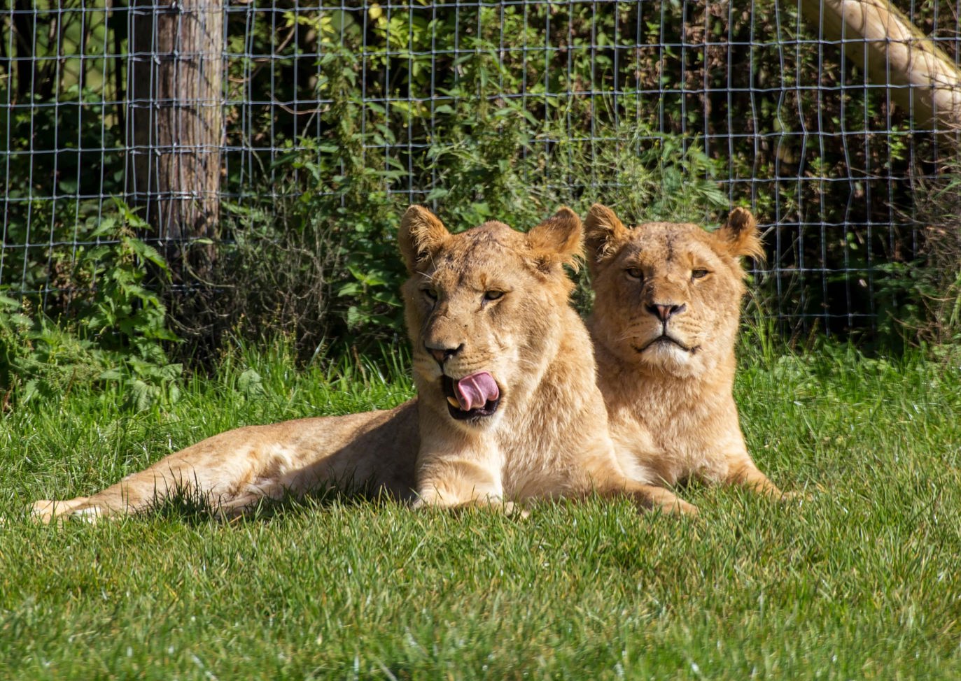 Two lionesses resting on the grass inside Longleat Safari Park, Near Brokerswood Holiday Park.