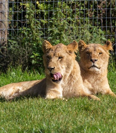 Two lionesses resting on the grass inside Longleat Safari Park, Near Brokerswood Holiday Park.