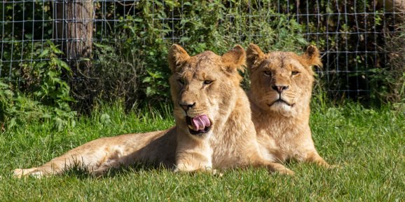 Two lionesses resting on the grass inside Longleat Safari Park, Near Brokerswood Holiday Park.