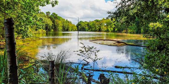Delamere Local Area Delamere Forest, Dead Pool Lake