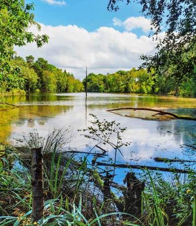 Delamere Local Area Delamere Forest, Dead Pool Lake