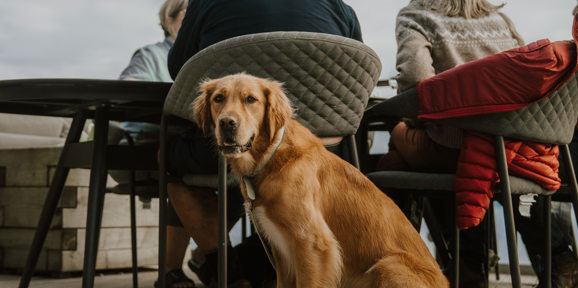 The Warren Sandbar Dog