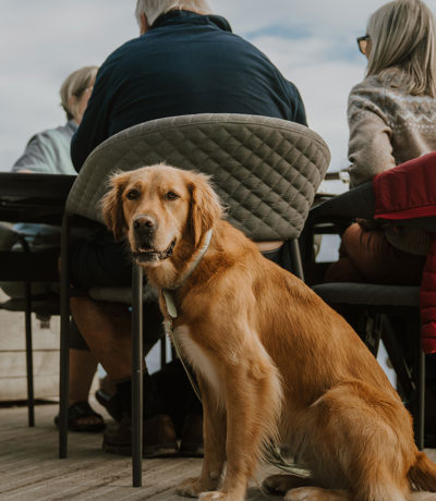 The Warren Sandbar Dog