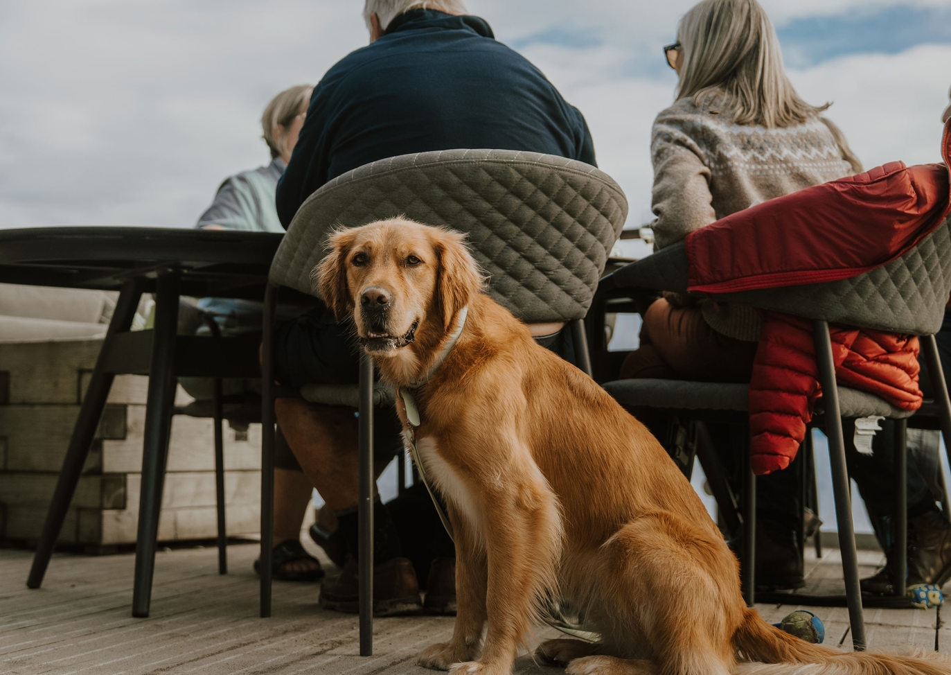 The Warren Sandbar Dog