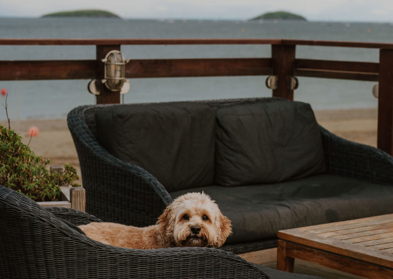 The Warren Dog By Chair At The Sandbar