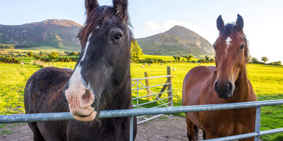 Tal Y Fan Local Area Farm Animals On The Llyn Peninsula