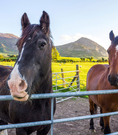 Tal Y Fan Local Area Farm Animals On The Llyn Peninsula