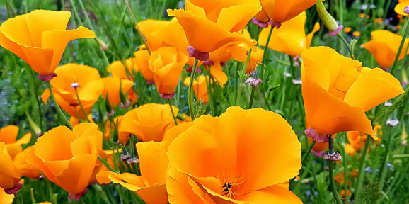 Bright yellow poppies in bloom at Potenger Gardensin Cornwall near Praasand Holiday Park