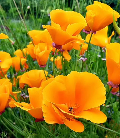 Bright yellow poppies in bloom at Potenger Gardensin Cornwall near Praasand Holiday Park