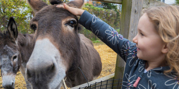 Devon Hills Local Area Girl Petting Donkey At Farm
