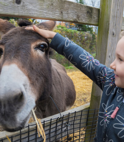 Devon Hills Local Area Girl Petting Donkey At Farm