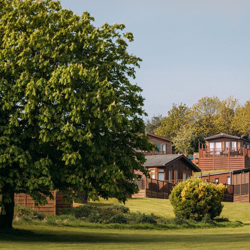 Gorgeous large tree overlooking a large grassed area, with stunning holiday homes in the background