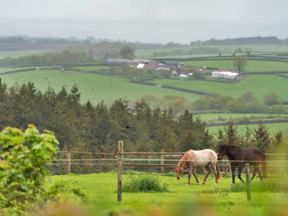 Dartmoor View Scenery